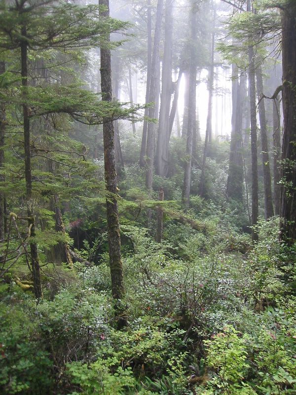 035_TheSpectacularWetCoast.JPG (600x800) 156.84KB The spectacular wet coast forest