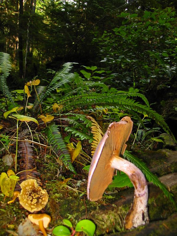 054_GardenHomeOfThe.JPG (600x800) 136.41KB Garden home of the elves and fairies.