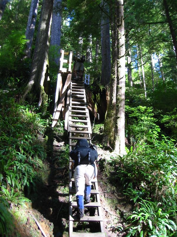 055_ADayWouldn'tBe.JPG (600x800) 175.07KB A day wouldn't be complete without ladders