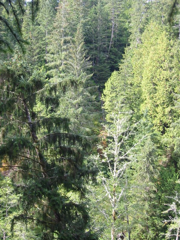 064_TheOtherSideOf.JPG (600x800) 187.13KB The other side of the valley. Can you see the ladders going up up and more up?