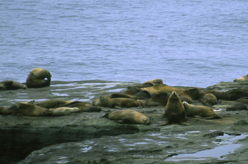 189_BigLoudBeastsOf.jpg (800x529) 67.72KB Big, loud beasts of the ocean