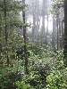 035_TheSpectacularWetCoast.JPG (600x800) 156.84KB The spectacular wet coast forest