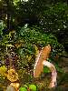 054_GardenHomeOfThe.JPG (600x800) 136.41KB Garden home of the elves and fairies.