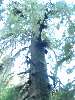 137_TheCarmanahGiant.JPG (600x800) 115.24KB The Carmanah giant