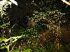 143_DeepInTheDark.JPG (800x600) 126.88KB Deep in the dark jungle Will and Rogier find a good water source