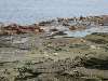 188_HugeNumbersOfSealions.JPG (800x600) 86.79KB Huge numbers of sealions just past Pachena point