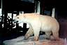 bear.jpg