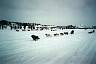 dogsled.jpg